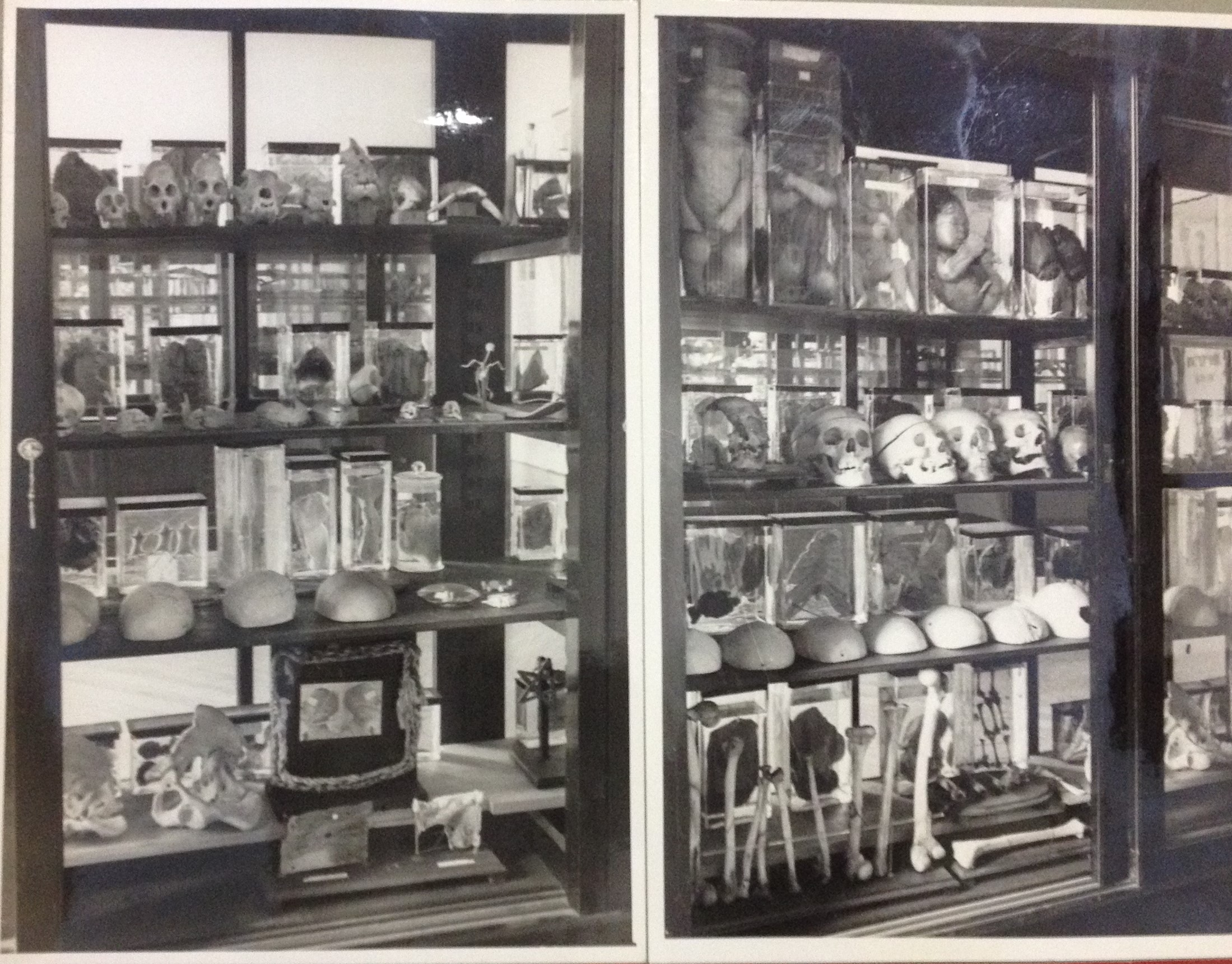 “Peças orgânicas do Museu do Departamento” “Peças orgânicas do Museu do Departamento”